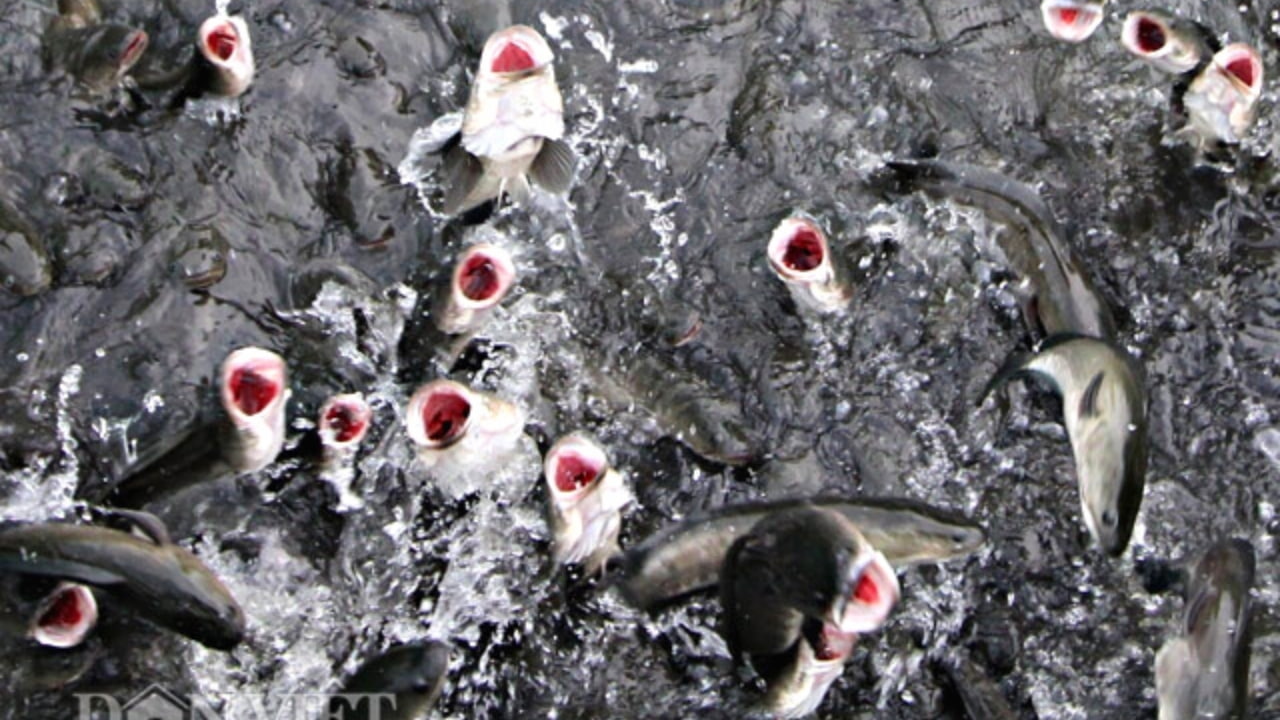Cá lóc bay Cồn Sơn
